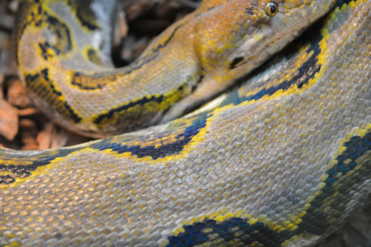 Close up yellow python. Soft selective focus. Boa snake.