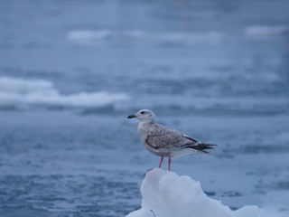 流氷の上のオオセグロカモメの幼鳥
