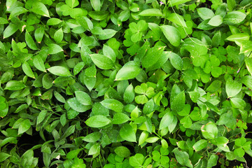 Growing green herb in greenhouse