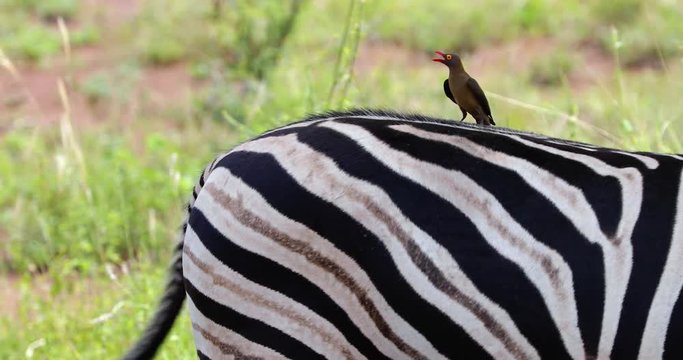 bird on a zebra in the savannah in south africa