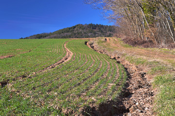 Sillons dans un champ de blé dans les Vosges, Rotenbrunnen, Bourbach-le-Bas