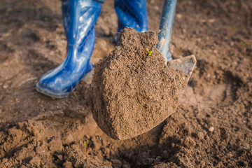 Gardener digging in the garden. Soil preparing for planting in spring. Gardening