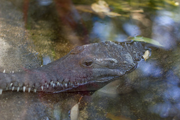 Crocodile at water's edge