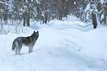Gray dog breed Husky stands on the track in the winter park and looks into the distance, away from the viewer