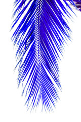 Palme bleue, fond blanc 