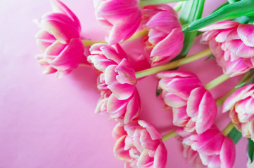 Blooming white and pink tulips with lots of petals on a pink background. Background for design.