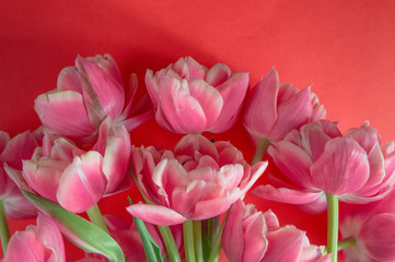 Obraz premium Blooming white and pink tulips with lots of petals on a red background. Background for design.