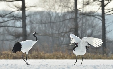 Obraz premium Dancing Cranes. The ritual marriage dance of cranes. The red-crowned crane. Scientific name: Grus japonensis, also called the Japanese crane or Manchurian crane, is a large East Asian Crane.