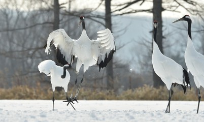 Dancing Cranes. The ritual marriage dance of cranes. The red-crowned crane. Scientific name: Grus japonensis, also called the Japanese crane or Manchurian crane, is a large East Asian Crane.