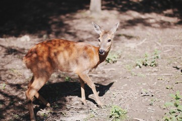 fallow deer in the forest