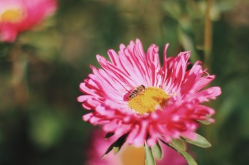 Obraz premium pink flower with bee in the garden
