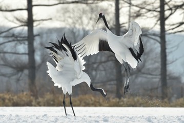 Dancing Cranes. The ritual marriage dance of cranes. The red-crowned crane. Scientific name: Grus japonensis, also called the Japanese crane or Manchurian crane, is a large East Asian Crane.