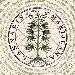 Vector banner with hand-drawn cannabis plant on the background of old illegible manuscript written in a circle. Hemp, Cannabis or marijuana, medicinal plant. Smoking weed. Medical illustration