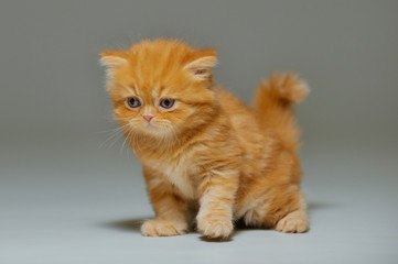 Obraz premium Little kitten on a black background