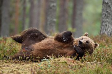 Brown bear lying on his back in the forest. Big male bear chilling.