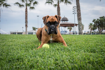 Perro boxer con pelota