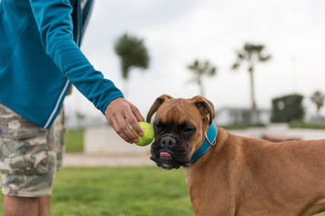 Perro boxer jugando con pelota con su dueño