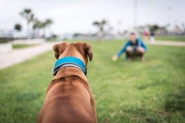 Perro boxer jugando con pelota con su dueño