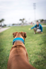 Perro boxer jugando con dueño
