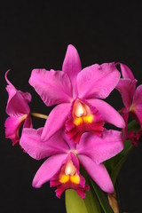 Orchidee Cattleya