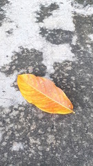 Dry leaves on the road.