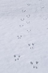 Traces of squirrel on the white snow. A zigzag chain of squirrel tracks on wet melting snow.