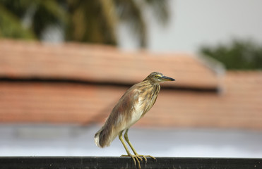 indian pond heron bird perching on a iron rod waiting for its prey and starring at the camera with terracotta roof and coconut tree in the background.