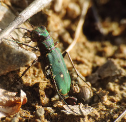 tiger beetle