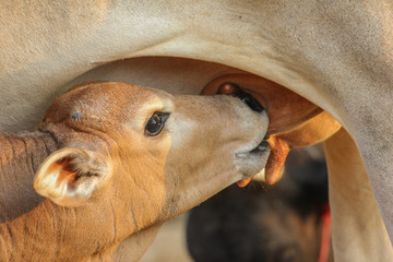 calf drinking milk from cow's udder . desi calf profile of feeding on its mothers milk.