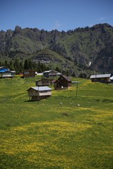 flowering meadows and village landscapes.savsat/artvin/turkey