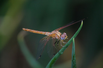 Brown dragonfly top view perching on a green grass with transparent wings during monsoon season with a rain drop on its eyes.