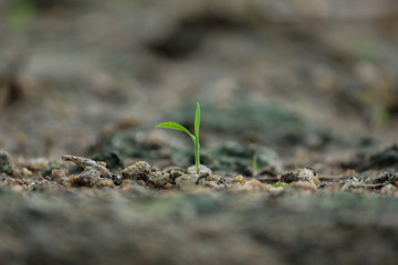  seedling growing strongly in organic soil. young green plant with two leaves, in organic vermicompost. Earth day sapling April 22.