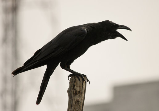 Black crow cawing. black bird preaching on a stick ,isolated in the city background 