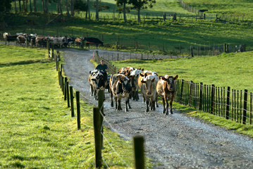 Herding Cows