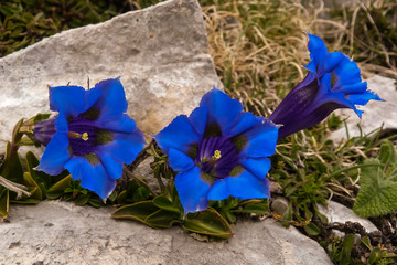 fiori di Genziana appenninica  (Gentiana dinarica),primo piano