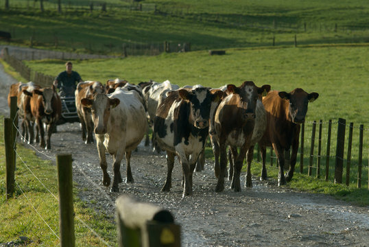 Herding Cows