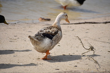 duck walks along beach sand in day