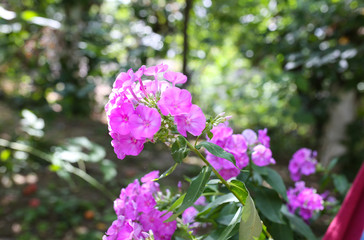 Purple flower in the garden. Rustic style background in the village.