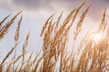 Fototapeta premium Dry spikelets of the high grass are growing in the autumn field. Herbs of wheat in the nature. Beautiful plants background with grey sky.