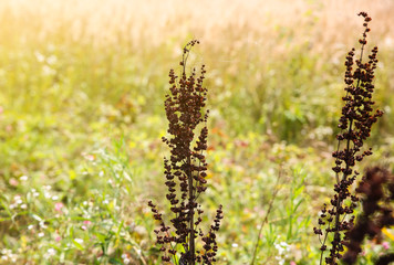 Dry plants background. Autumn leaves in the natural landscape. Beautiful wallpapers.