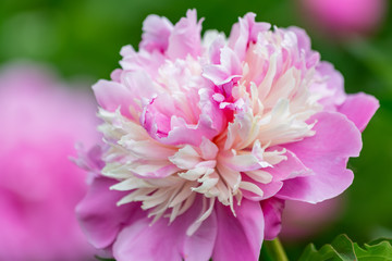 Fototapeta premium Peony. Beautiful flower in spring time. Pink peony. Blooming flower of soft focus in an orchard. Nature wallpaper backdrop. Closeup.