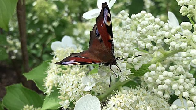 Colorful butterfly harvests nectar.