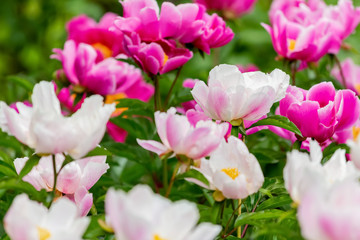Peonies flowers in a park. Blooming flowers of soft focus in springtime. Nature wallpaper blurry background. Selective focus.