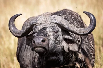 Foto op Aluminium Female Cape buffalo in the Masai Mara, Kenya © Rixie
