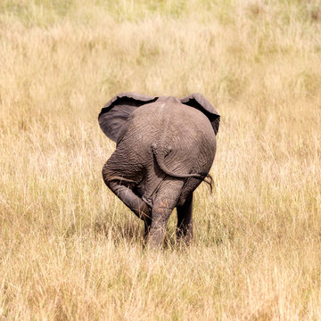 Rear End Of A Comical Baby Elephant Scratching His Leg