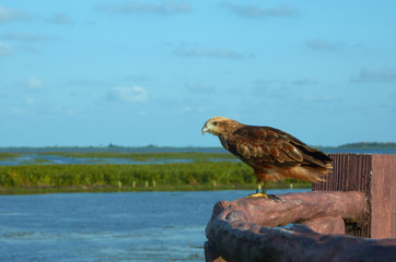 hawk at a wetland area of Thalenoi Wildlife Sanctuary, Phatthalung, Thailand