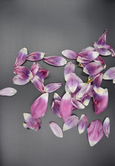 Fototapeta na wymiar pink tulip petals on the dark grey background