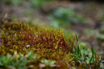 Forest moss in macro focus.