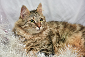 beautiful fluffy brown cat on a light background