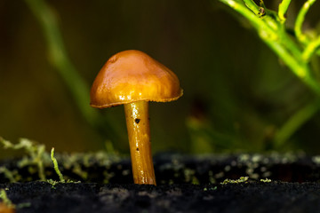 Pilze
